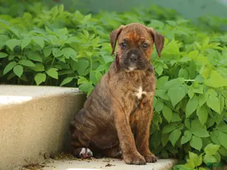 Mixed Breed dogs Ember - Ad 18