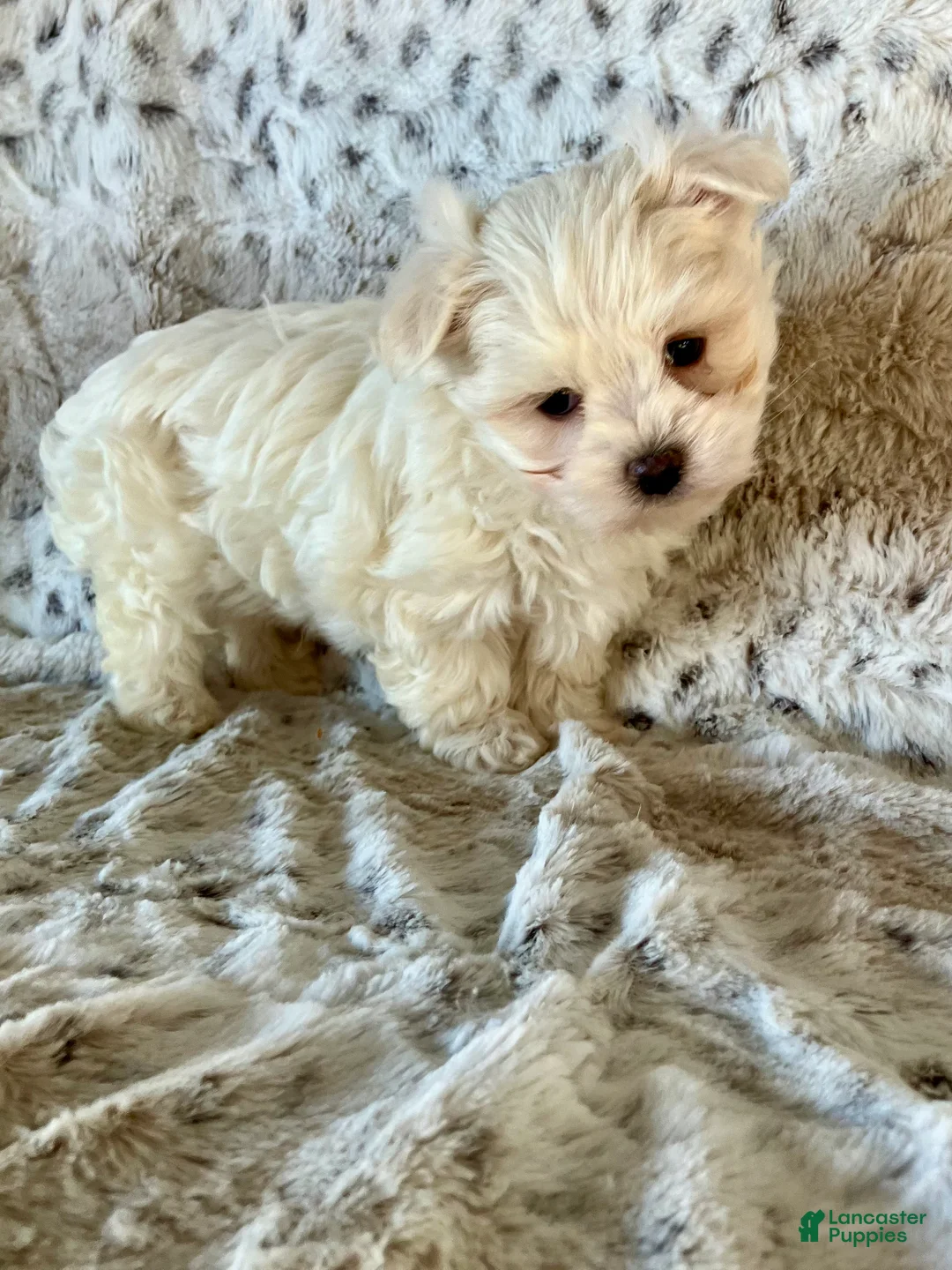 Maltese dogs for sale: Milo - Ad 6