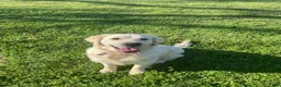 Golden Retriever dogs for sale: Martin - Ad 3