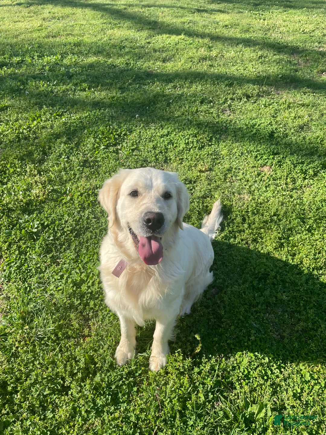 Golden Retriever dogs for sale: Martin - Ad 3