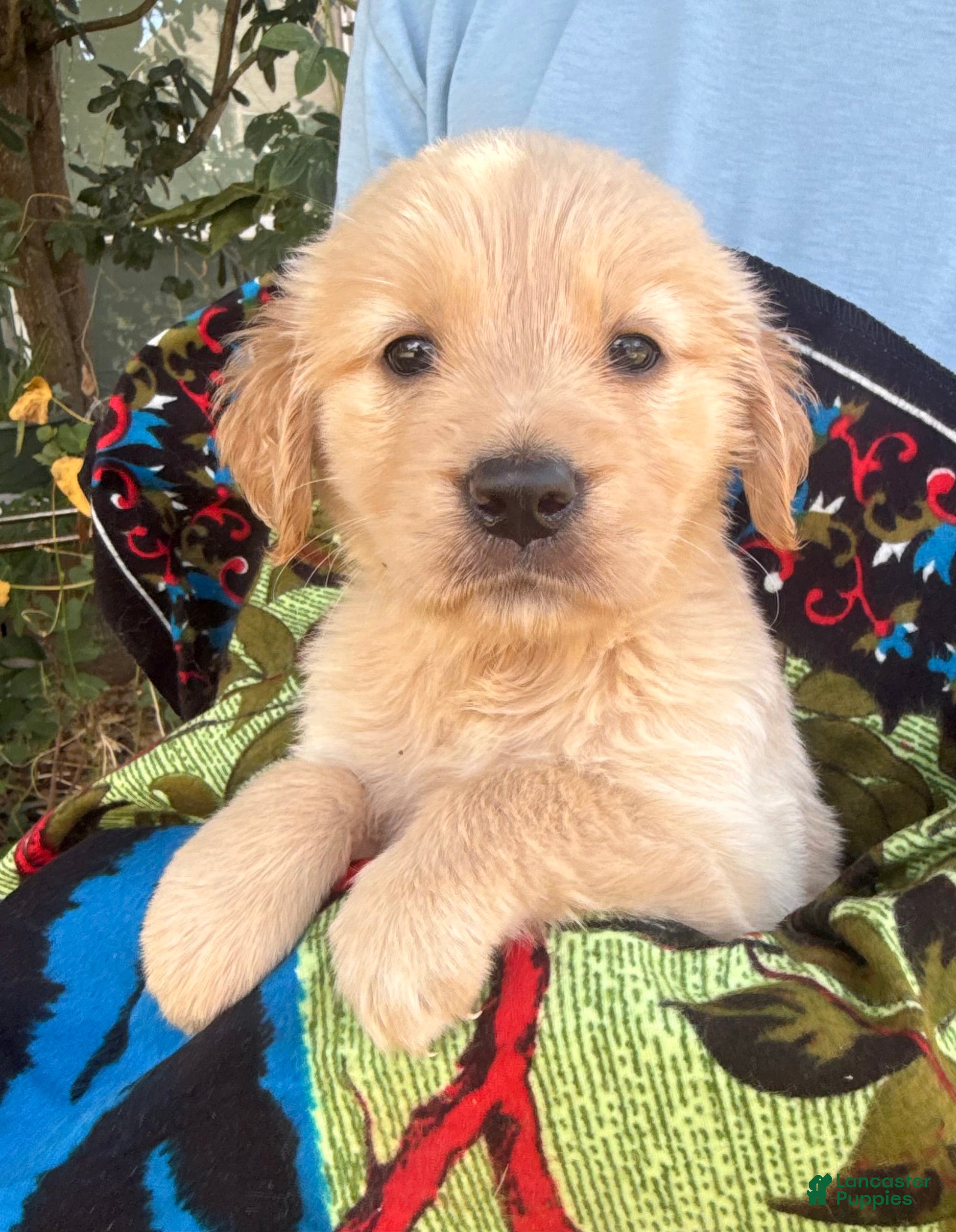 Golden Retriever dogs Kate - Ad 2