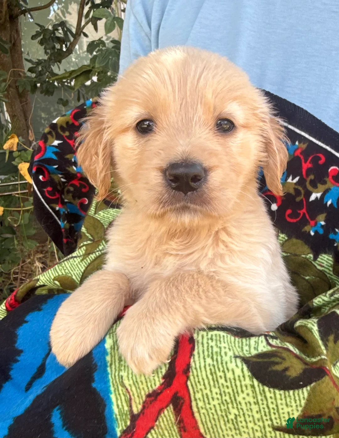 Golden Retriever dogs for sale: Kate - Ad 2