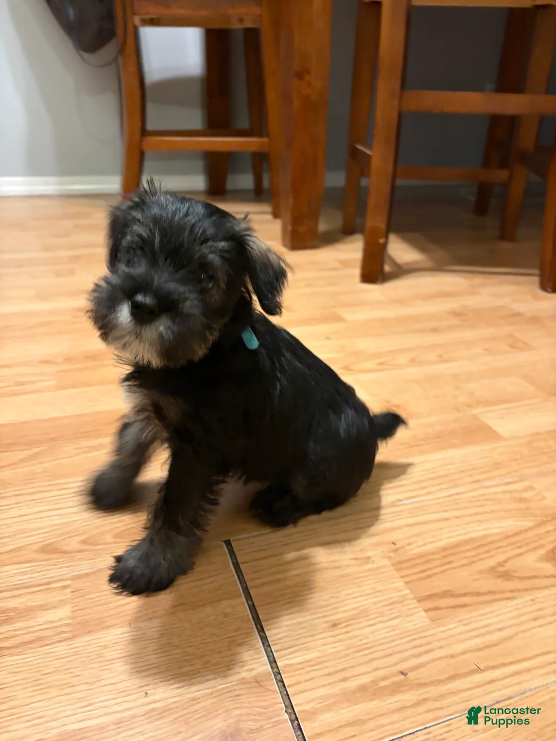 Miniature Schnauzer dogs for sale: Miniature Schnauzer Puppy 2 - Ad 2