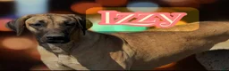 Great Dane dogs for sale: Jemma - Ad 9