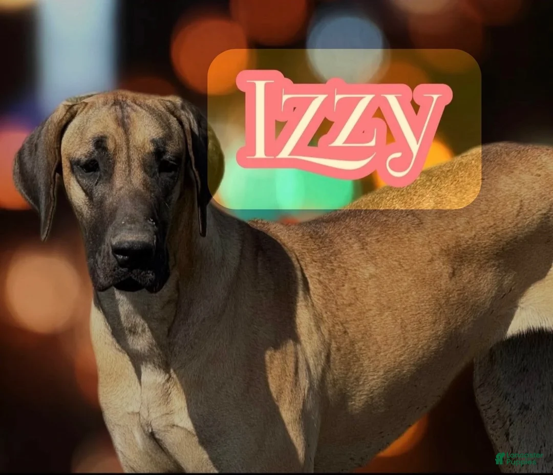 Great Dane dogs for sale: Jemma - Ad 9