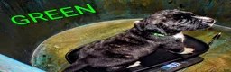 Presa Canario dogs for sale: Mr Neon  - Ad 90