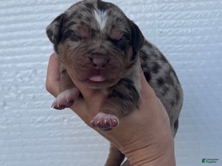 Catahoula Leopard Dog dogs Catahoula Leopard Dog Puppy 3 - Ad 1