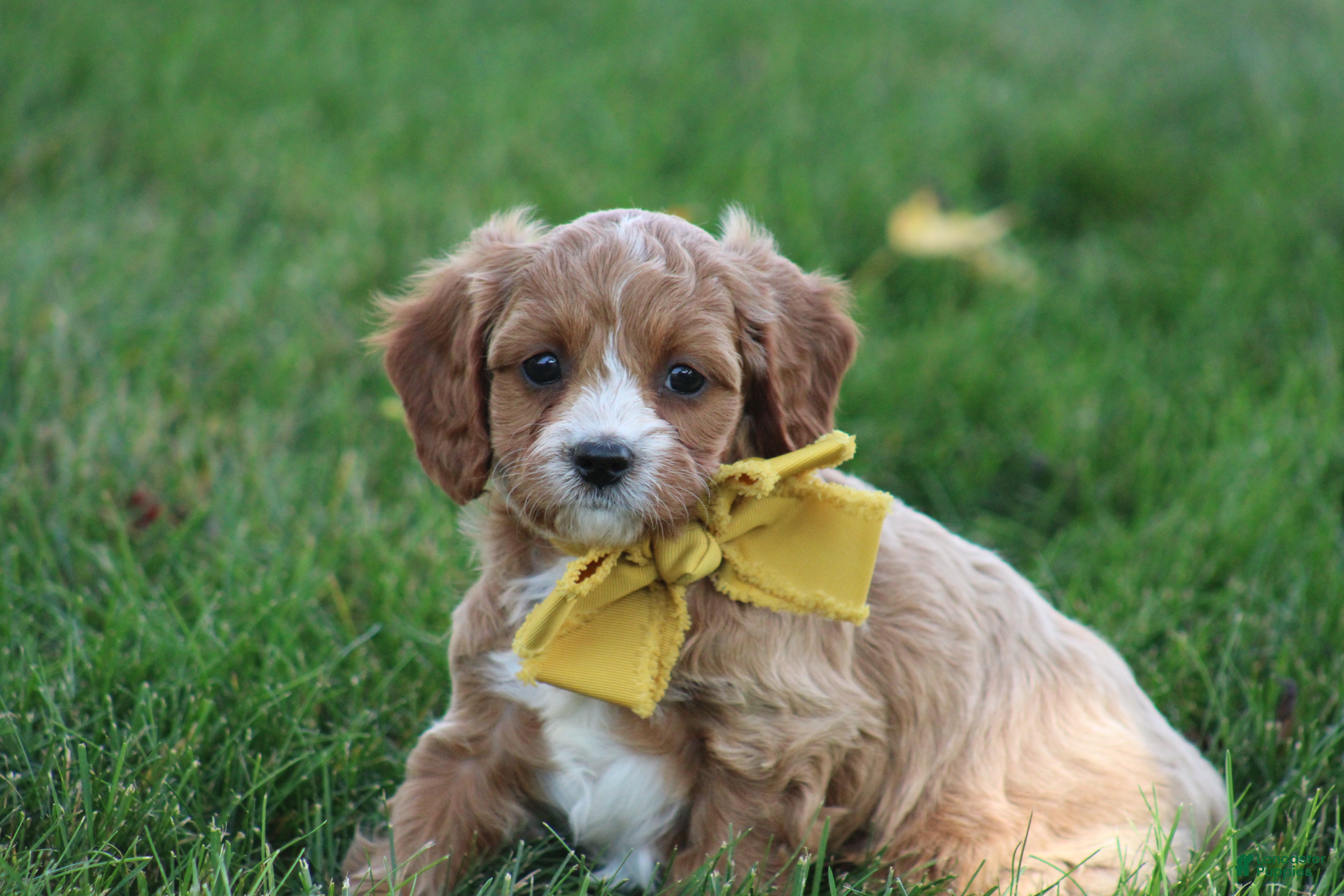 Cavapoo dogs for sale: Daisy - Ad 2