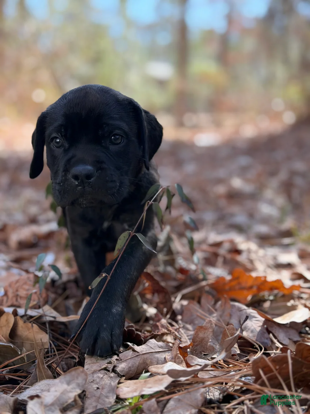 Cane Corso dogs for sale: Athena  - Ad 2