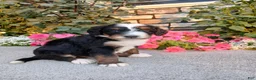Bernedoodle dogs for sale: Lindy - Ad 4