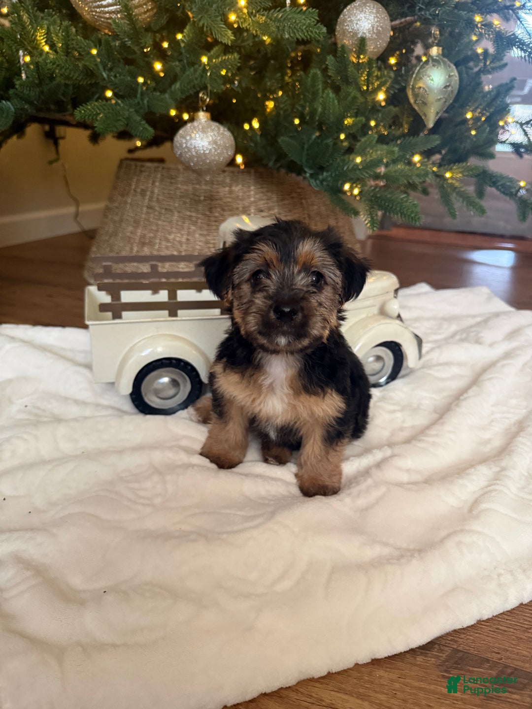 Mixed Breed dogs for sale: Chuck - Ad 1