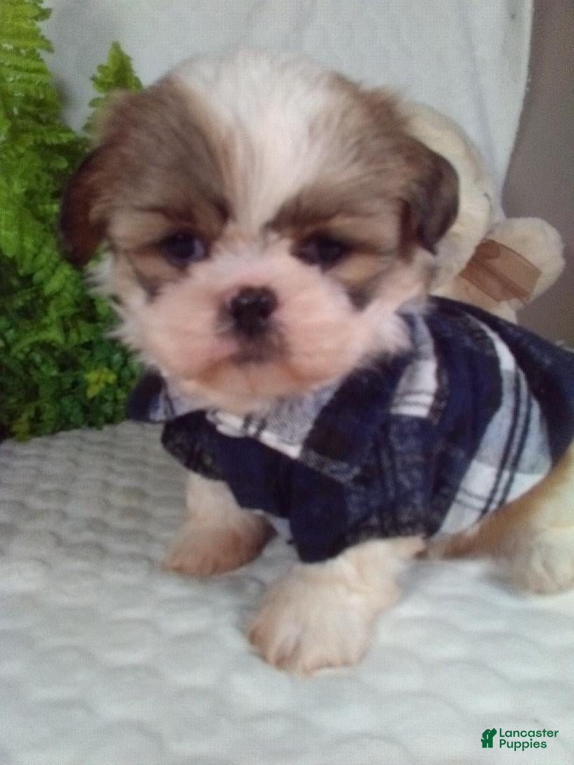 Shih Tzu dogs Hunter - Ad 2