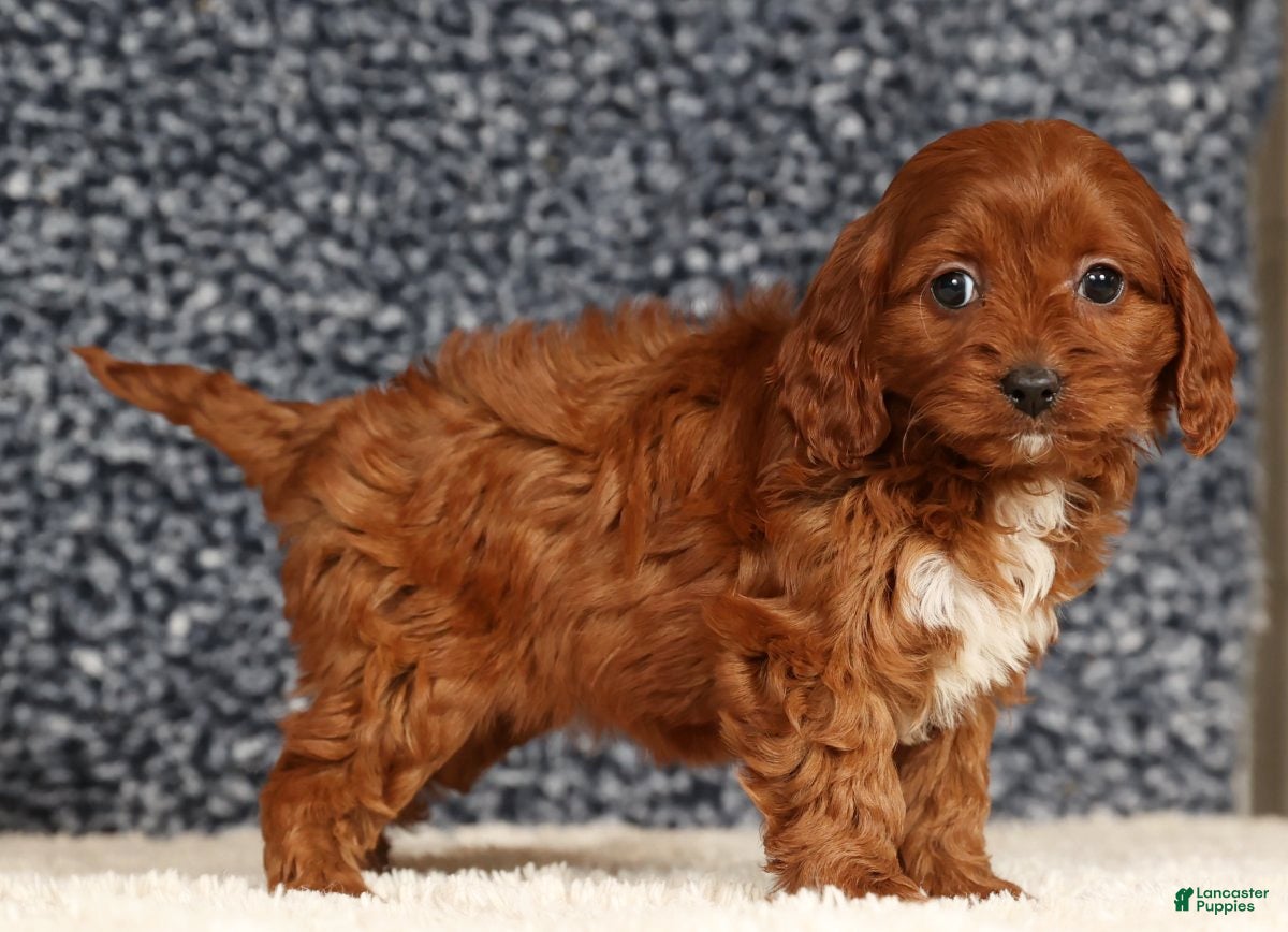 Cavapoo dogs Dawn - Ad 2