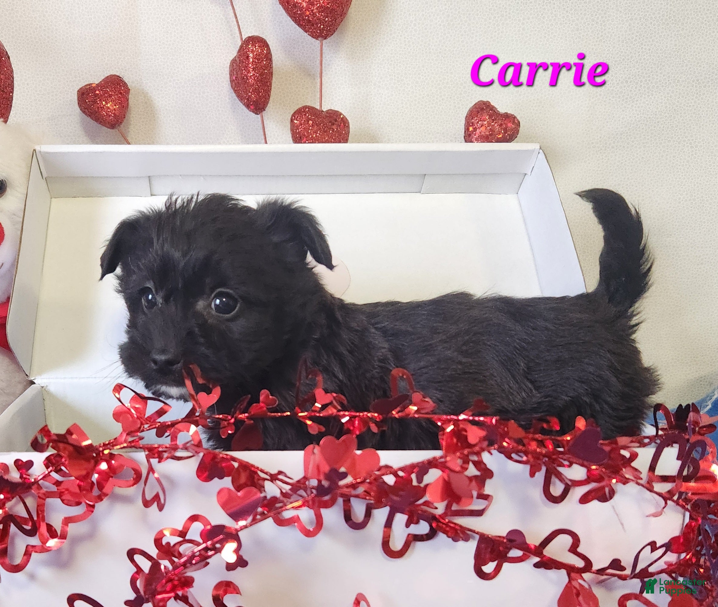 Yochon dogs Carrie - Ad 2