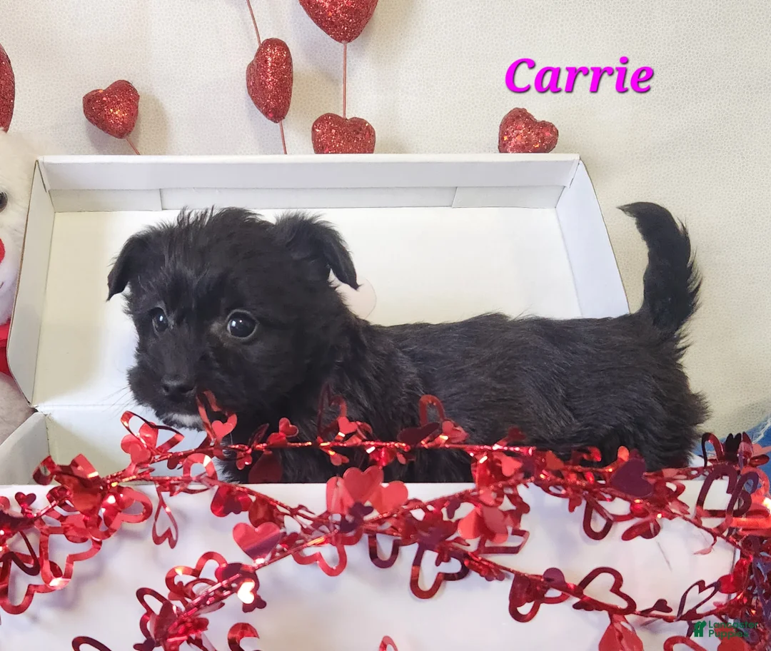 Yochon dogs for sale: Carrie - Ad 2