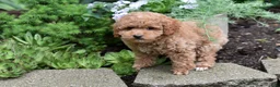 Miniature Poodle dogs for sale: Biscuit - Ad 3