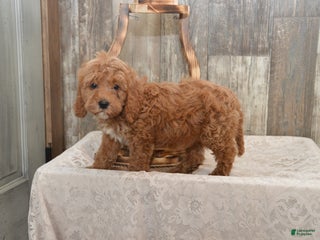 Cavapoo dogs Kaya - Ad 9