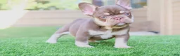 French Bulldog dogs for sale: French Bulldog 2 - Ad 3