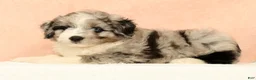 Mini Aussiedoodle dogs for sale: Max - Ad 6