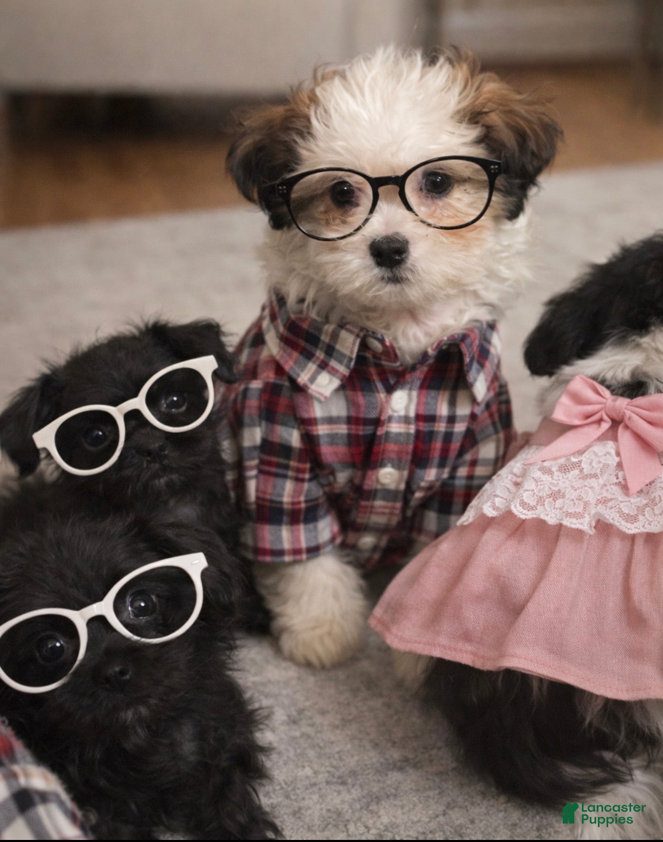 Shihpoo dogs Trell - Ad 2