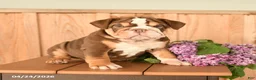 English Bulldog dogs for sale: Daffodil - Ad 4