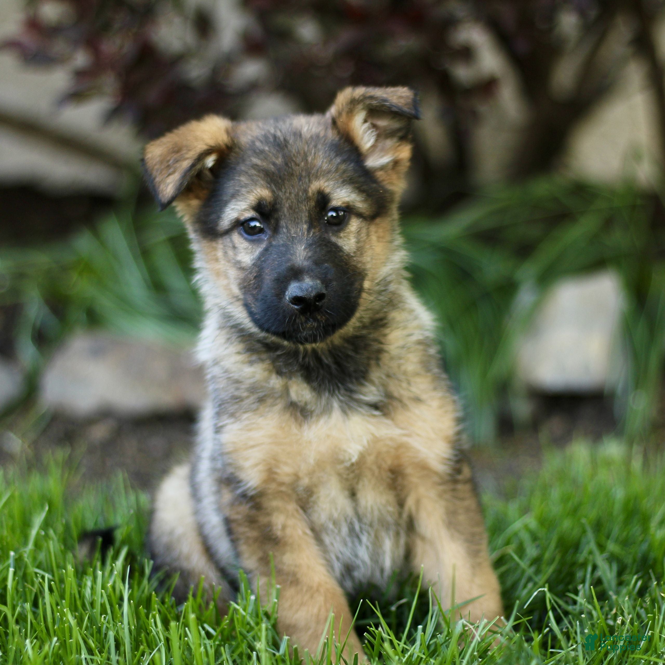 Mixed Breed dogs Olivia  - Ad 1