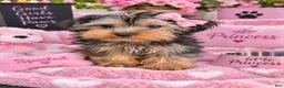 Yorkshire Terrier dogs for sale: Dior  - Ad 1