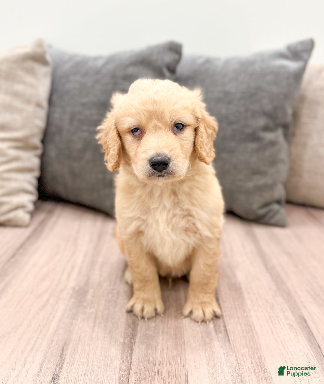 Goldendoodle dogs for sale: Sammy - Ad 3