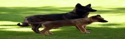 German Shepherd dogs for sale: German Shepherd Puppy 7 - Ad 9