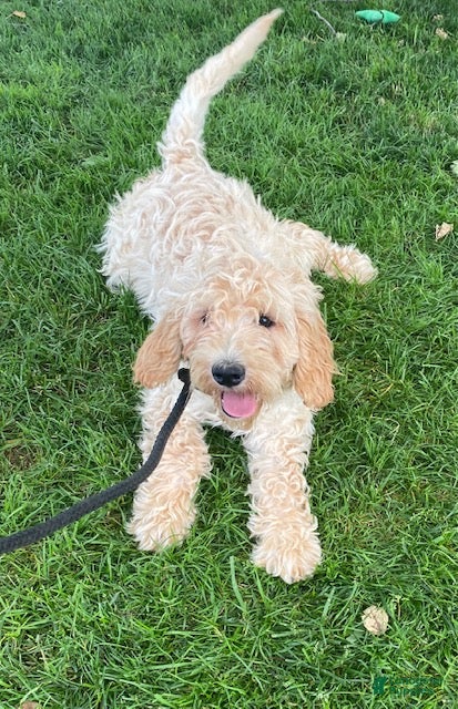 Mini Goldendoodle dogs Logan-medium - Ad 1
