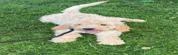 Mini Goldendoodle dogs for sale: Logan-medium - Ad 1