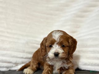 Cockapoo dogs Cooper - Ad 17