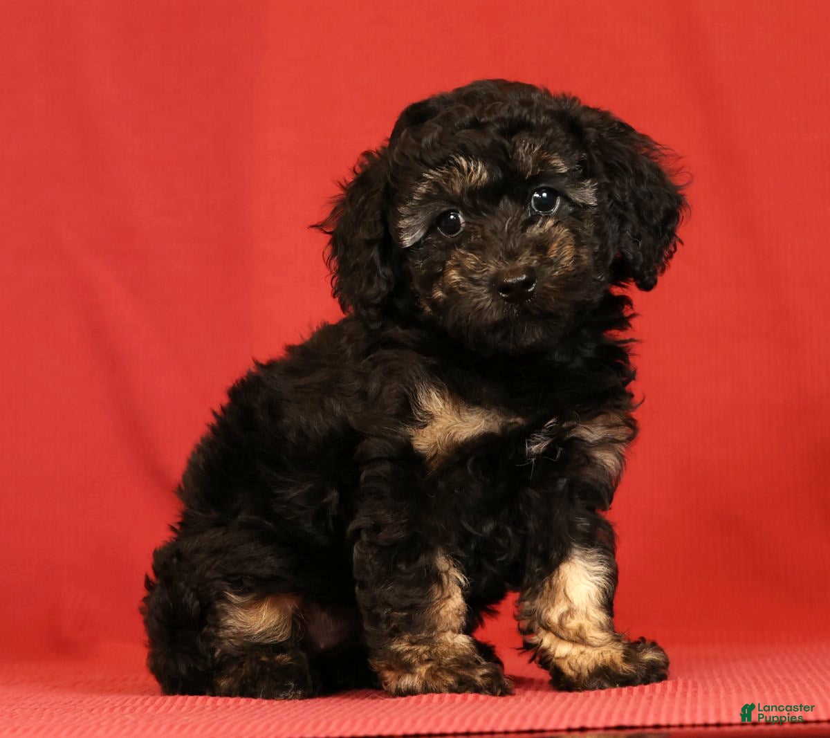 Miniature Poodle dogs Carla - Ad 1