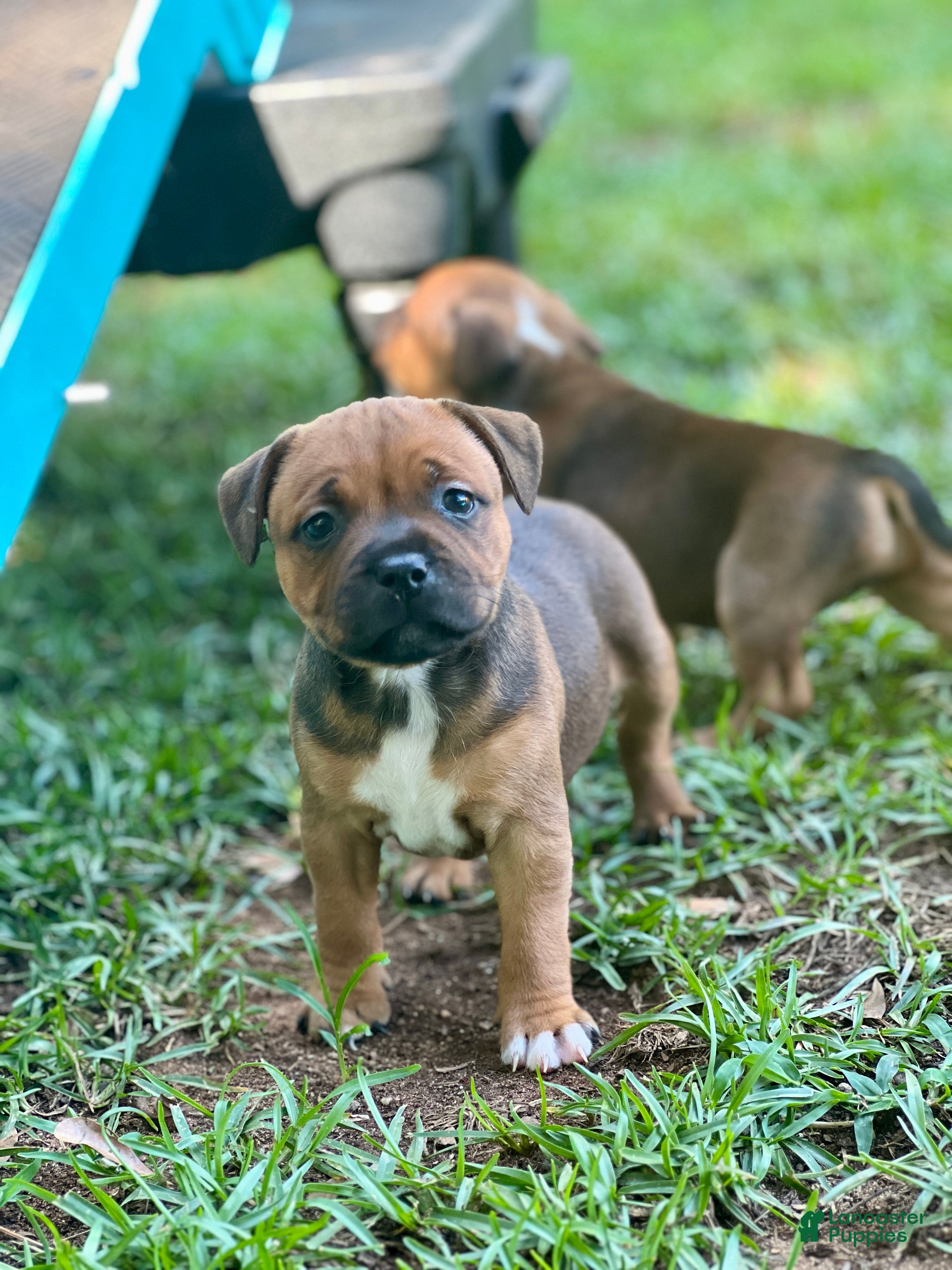 Staffordshire Bull Terrier dogs Danika - Ad 1
