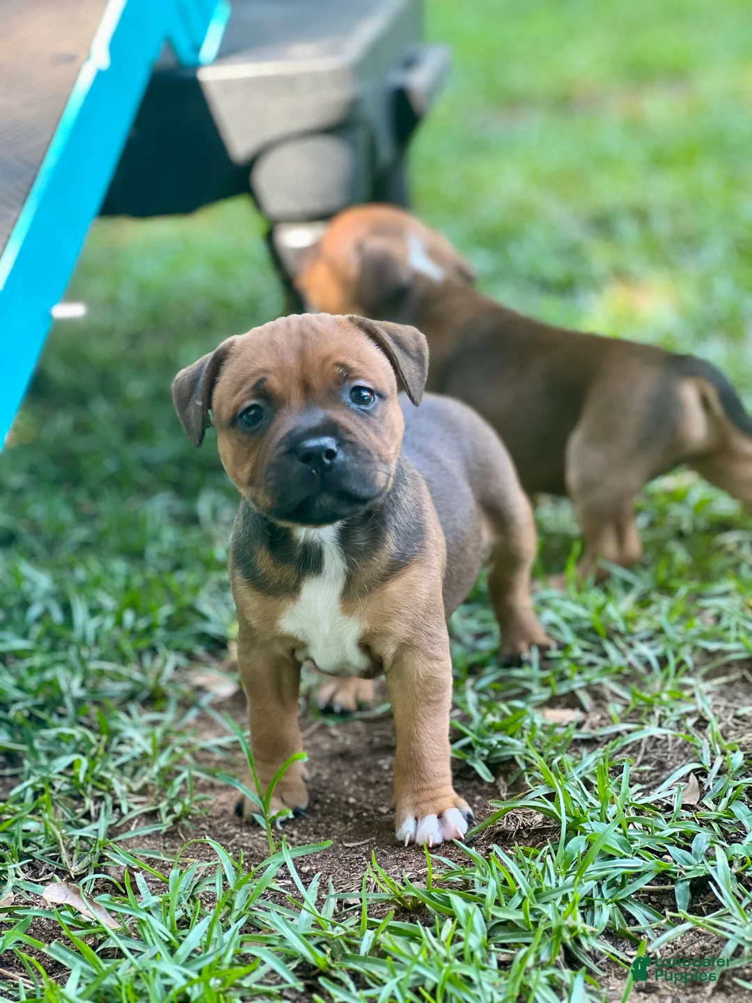 Staffordshire Bull Terrier dogs for sale: Danika - Ad 1