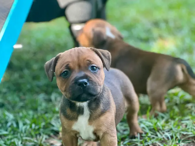 Staffordshire Bull Terrier dogs for sale: Danika - Ad 1