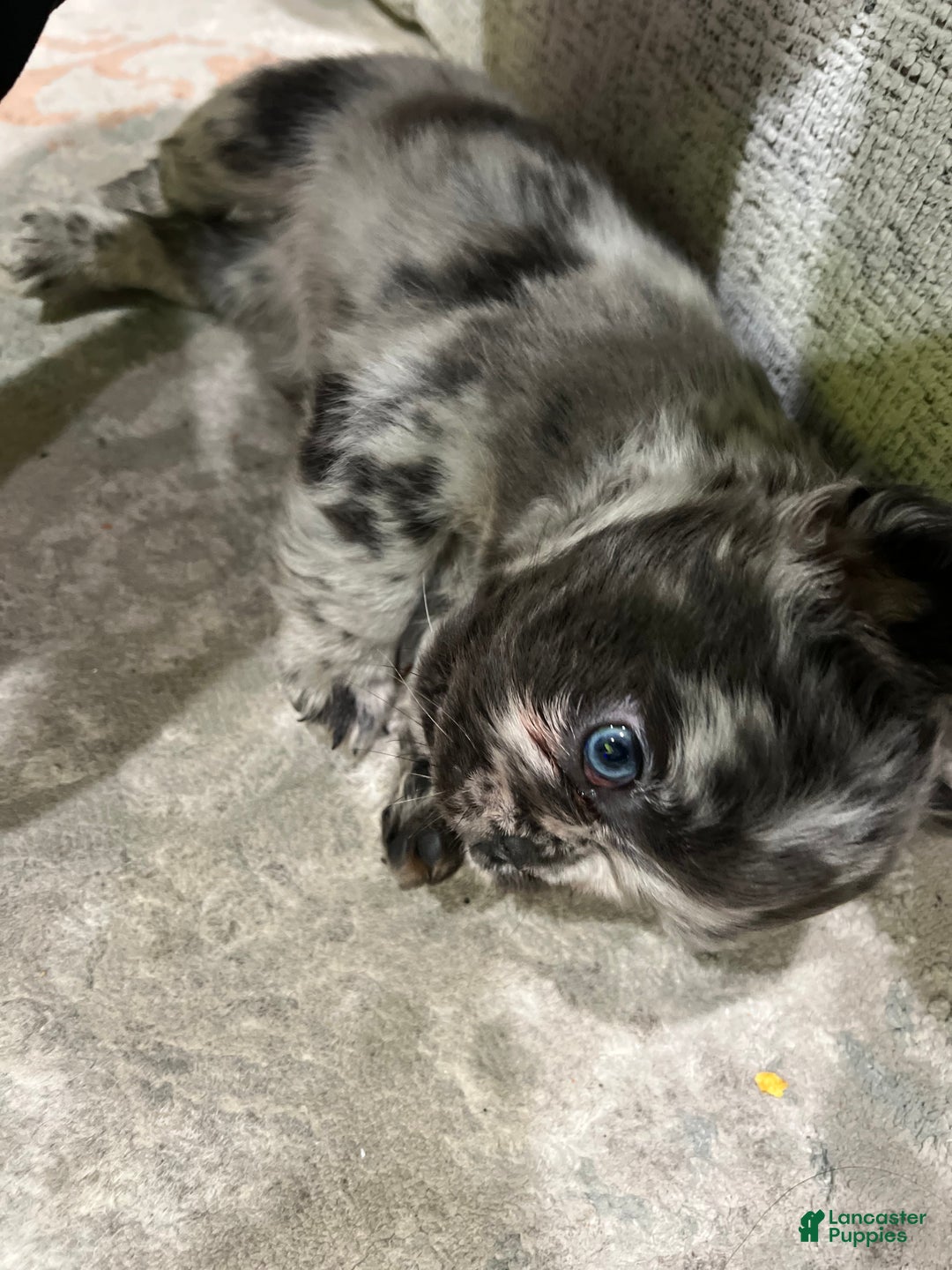 French Bulldog dogs for sale: French Bulldog Puppy 1 - Ad 5