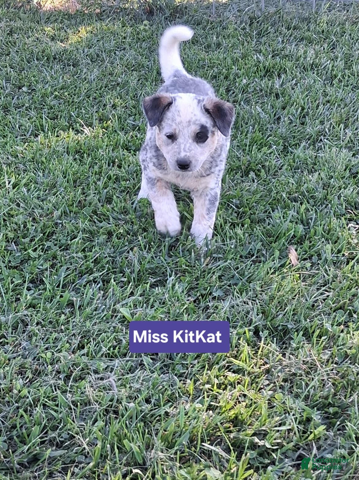 Australian Cattle Dog dogs AKC Australian Cattle Dog Miss Kit Kat    - Ad 1