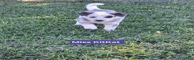 AKC Australian Cattle Dog Miss Kit Kat   