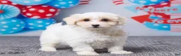Maltipoo dogs for sale: Holly - Ad 4