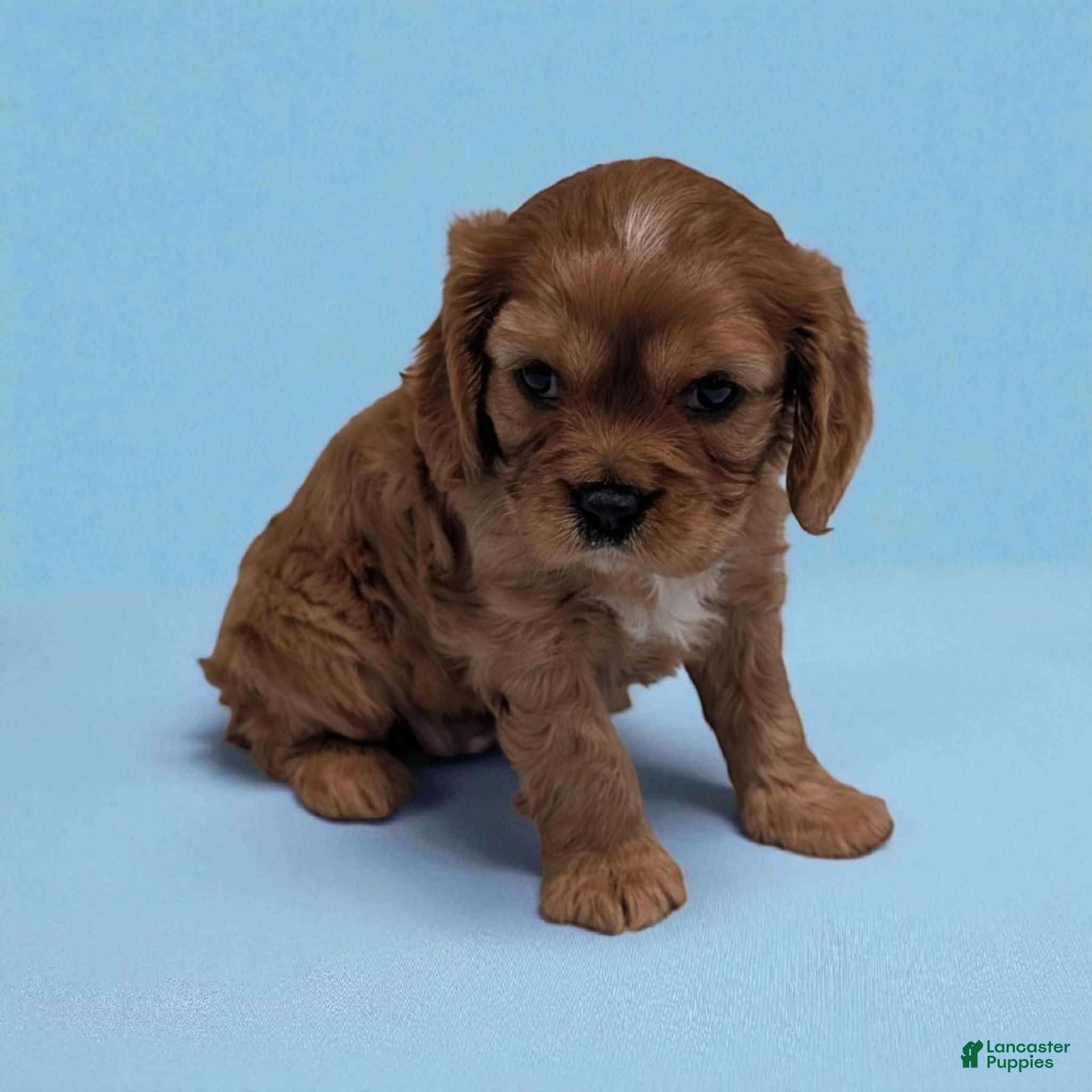 Cavalier King Charles Spaniel dogs Max - Ad 8