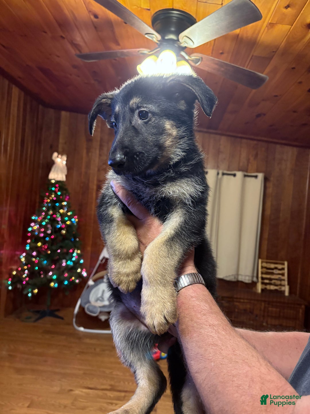 German Shepherd dogs for sale: Maggie - Ad 2