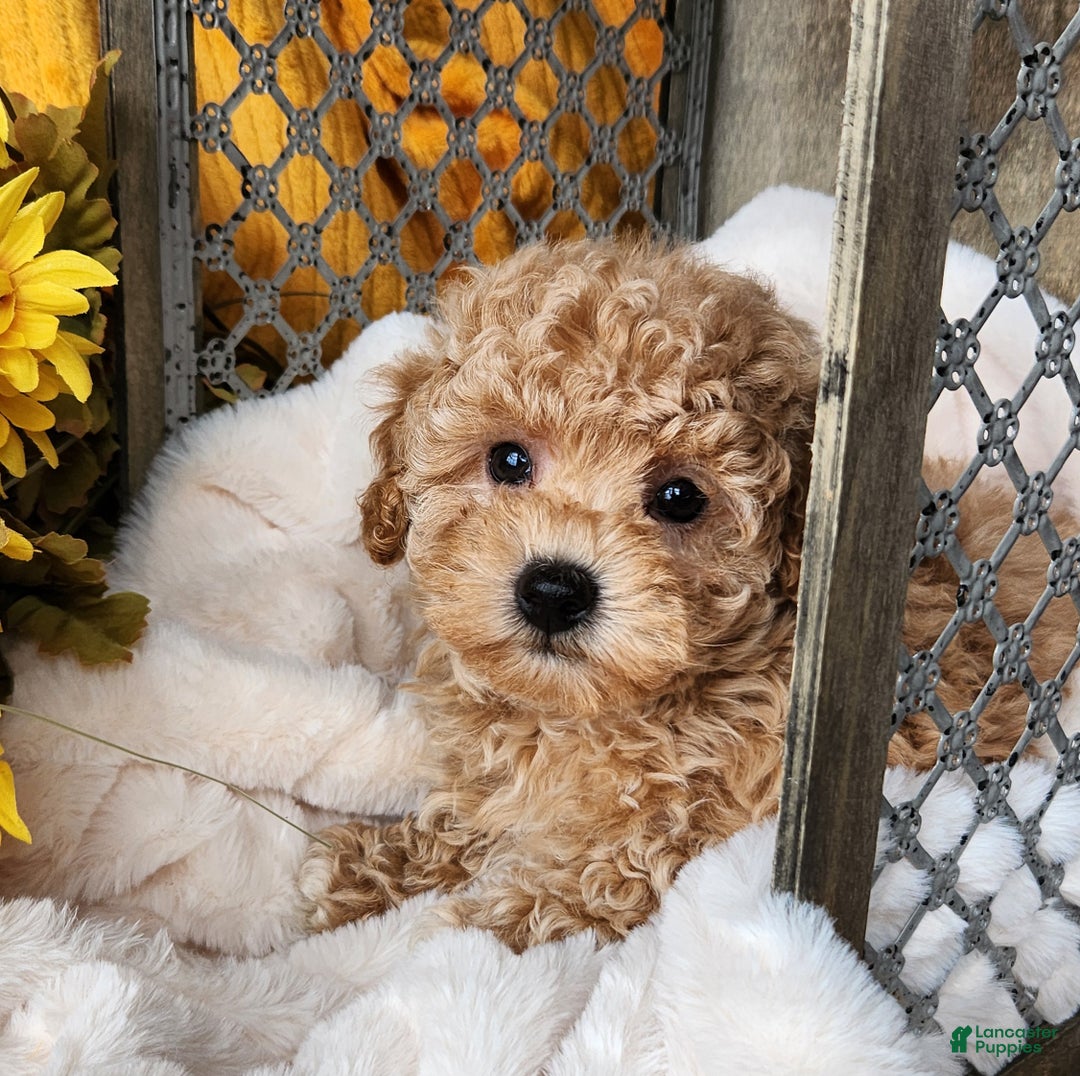 Toy Poodle dogs for sale: Cleo - Ad 7