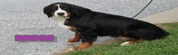 Bernese Mountain Dog dogs for sale: Loki - Ad 10