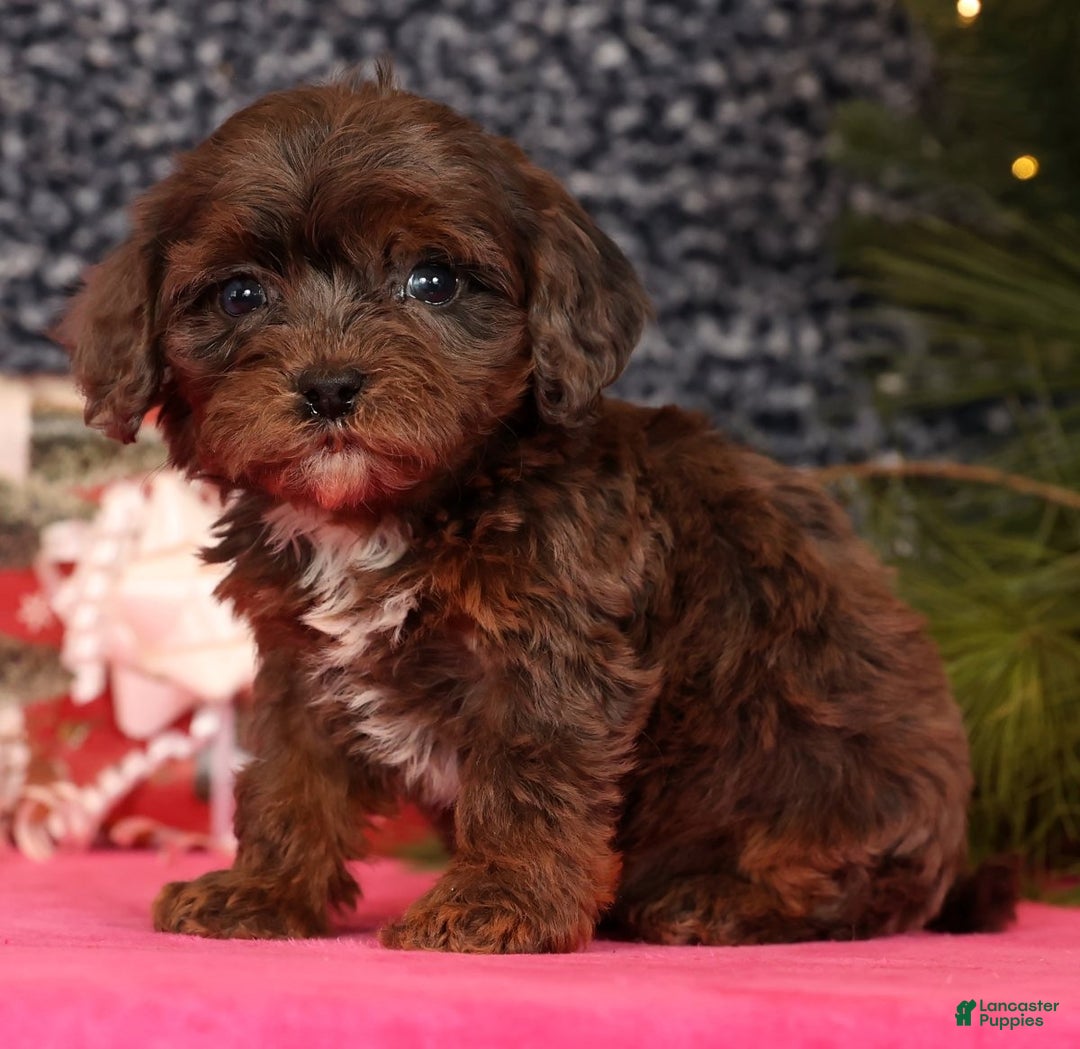 Cavapoo dogs for sale: Lincoln - Ad 4