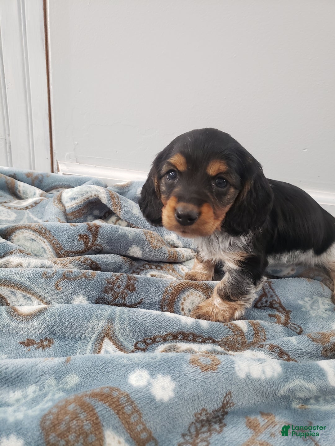 Miniature Dachshund dogs for sale: Theo - Ad 6
