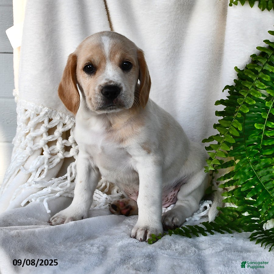 Mixed Breed dogs Atticus - Ad 1