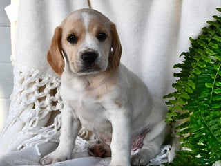 Mixed Breed dogs Atticus - Ad 1