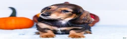 Miniature Dachshund dogs for sale: Nickolas - Ad 8
