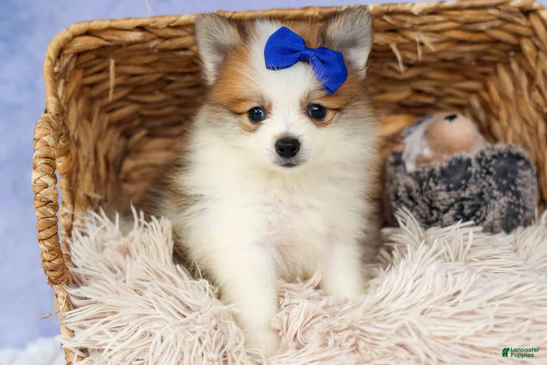 Pomeranian dogs for sale: Evan🐶  - Ad 1